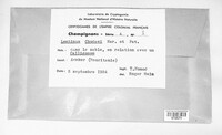 Image of Lentinus chudaei